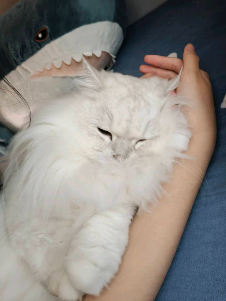黑不溜秋小金狐