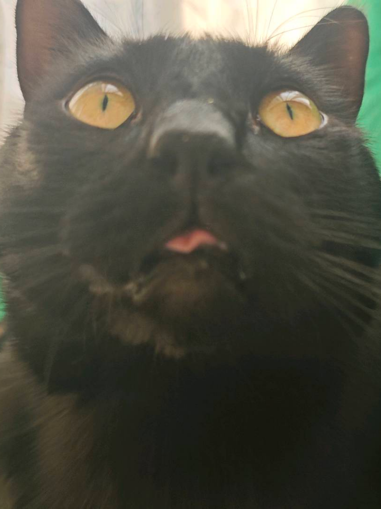 馍馍